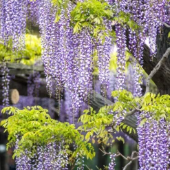 Kletterpflanzen-Kollektion mit reicher Blüte (x3) - Hüllen Sie Ihre Fassaden in Blüten