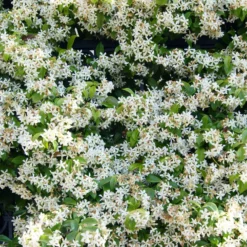 Kletterpflanzen-Kollektion mit reicher Blüte (x3) - Hüllen Sie Ihre Fassaden in Blüten