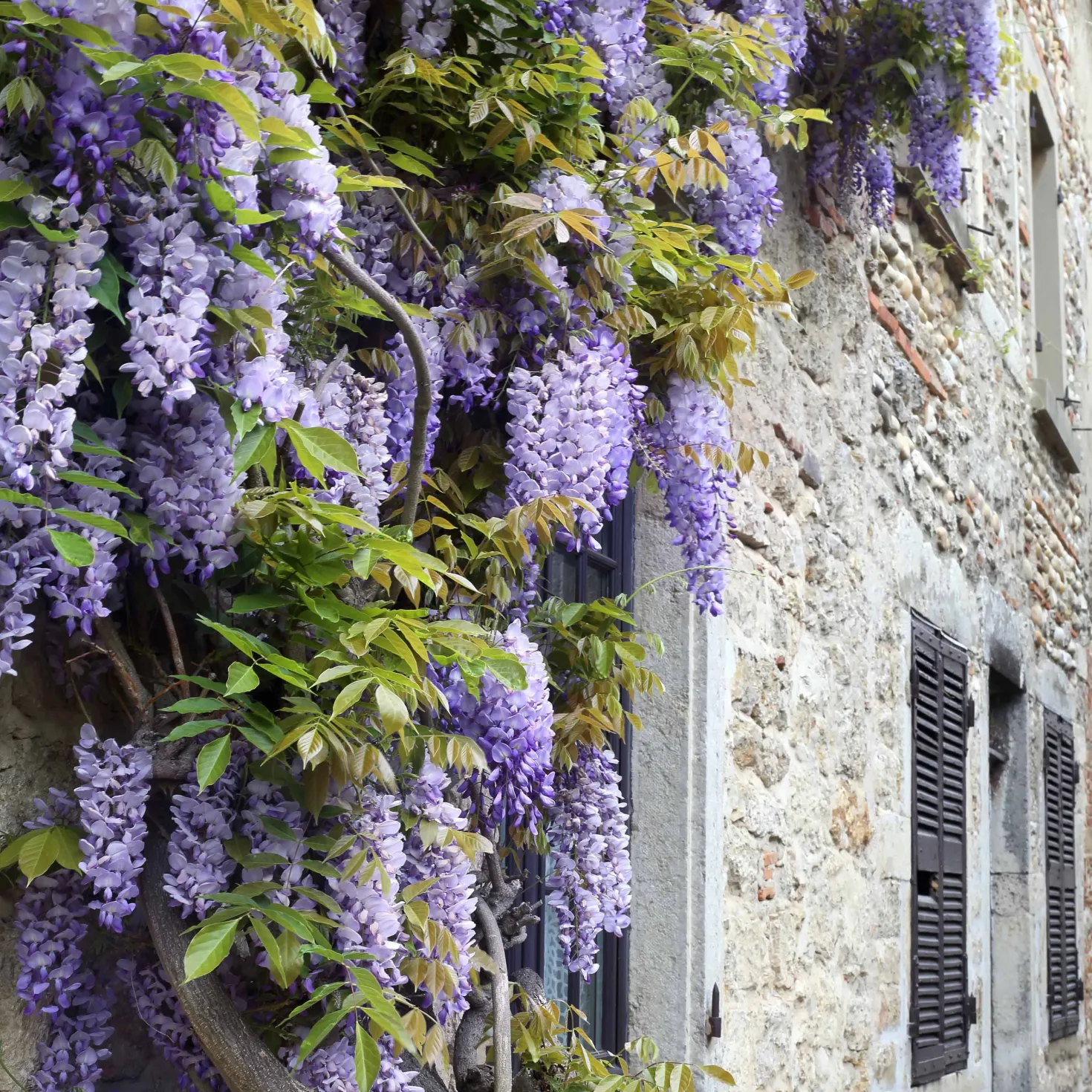 Kletterpflanzen-Kollektion mit reicher Blüte (x3) - Hüllen Sie Ihre Fassaden in Blüten
