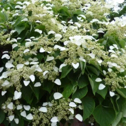 Kletterpflanzen-Kollektion Jasmin, Glyzinie, Kletterhortensie (x3) - Blütenzauber im Garten