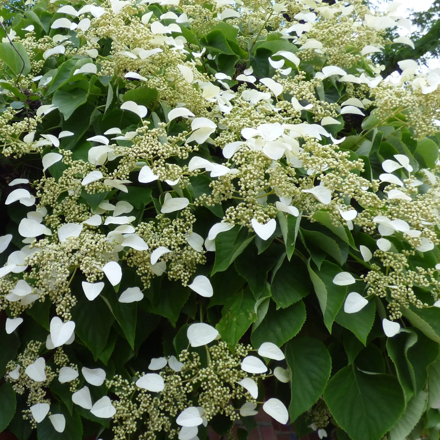 Kletterpflanzen-Kollektion Jasmin, Glyzinie, Kletterhortensie (x3) - Blütenzauber im Garten