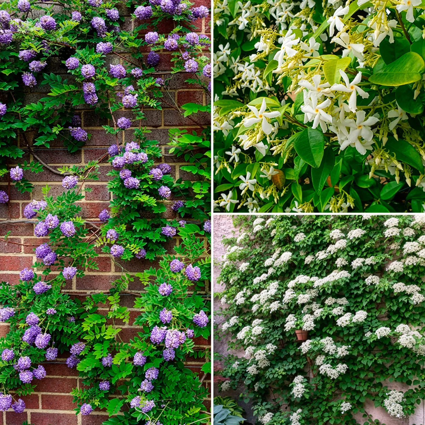 Kletterpflanzen-Kollektion Jasmin, Glyzinie, Kletterhortensie (x3) - Blütenzauber im Garten
