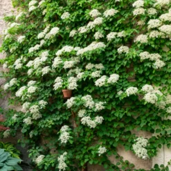 Kletterpflanzen-Kollektion Jasmin, Glyzinie, Kletterhortensie (x3) - Blütenzauber im Garten