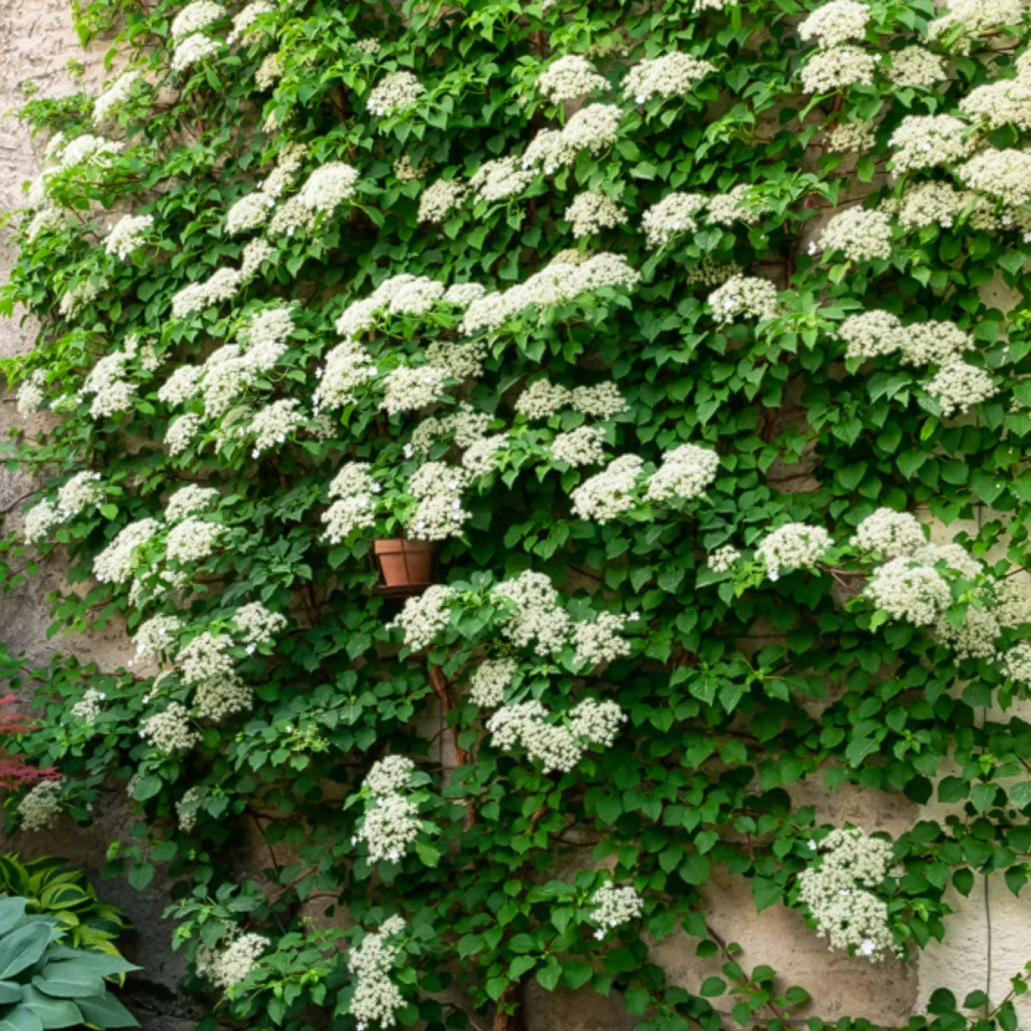 Kletterpflanzen-Kollektion Jasmin, Glyzinie, Kletterhortensie (x3) - Blütenzauber im Garten