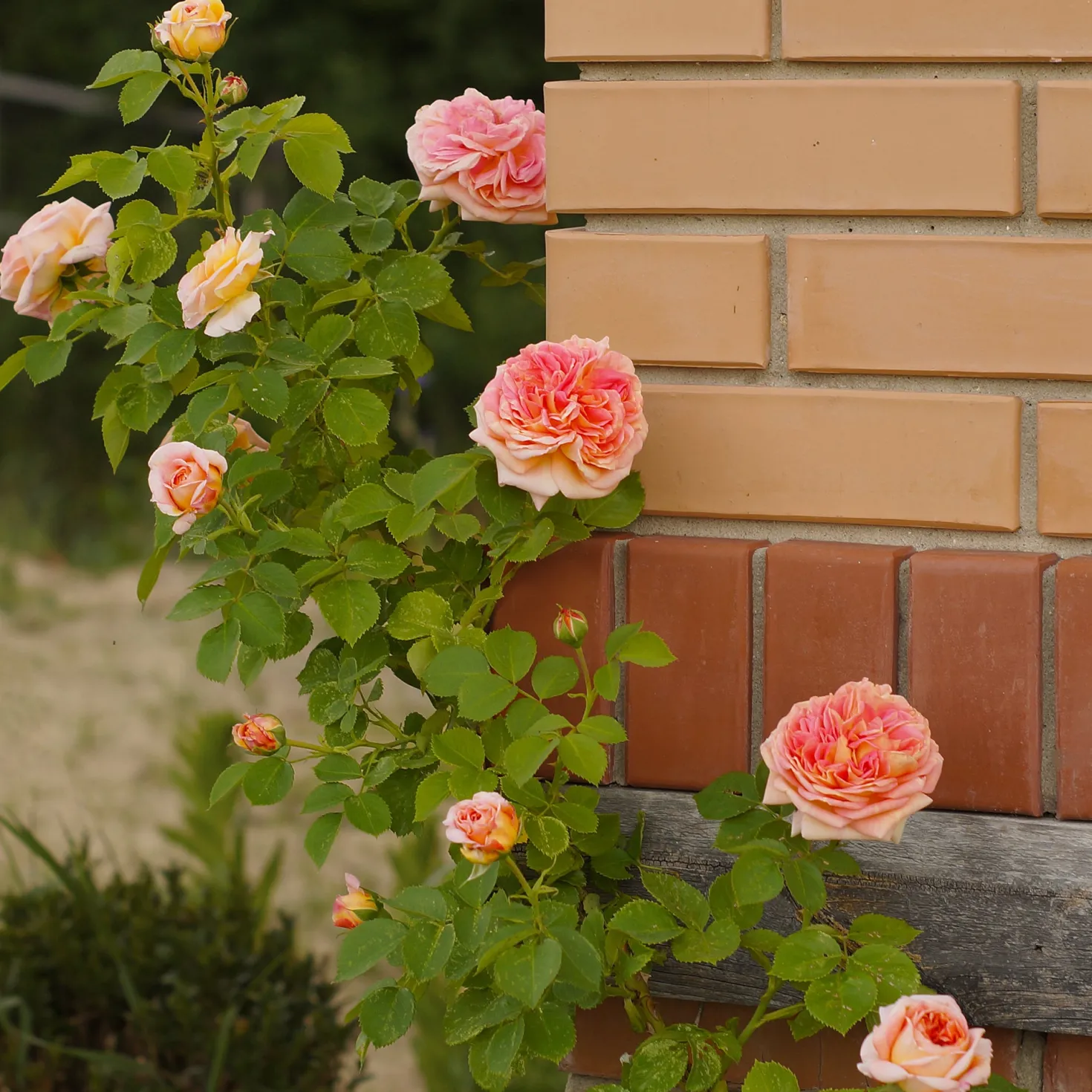 Kletterrose 'Alchymist' - Goldene Blüten am Rankgitter