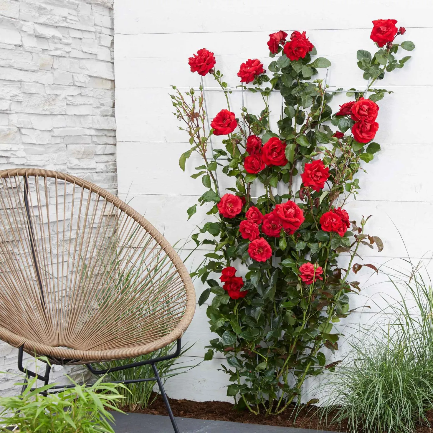 Kletterrose 'Crazy in Love' rot - Rote Blütenwand ganz easy