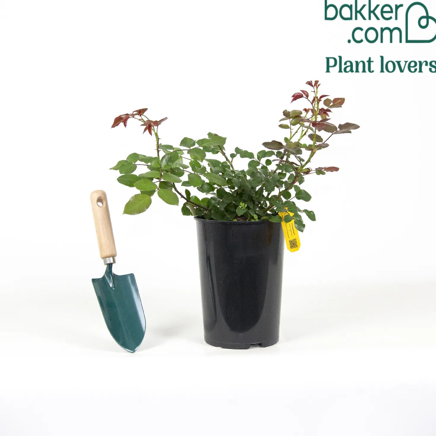 Kletterrose Florentina ® - Rote Blütenwand ganz einfach