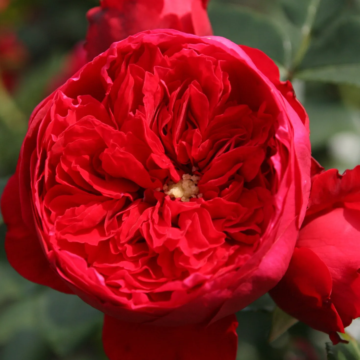 Kletterrose Florentina ® - Rote Blütenwand ganz einfach