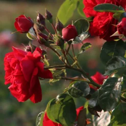 Kletterrose Florentina ® - Rote Blütenwand ganz einfach