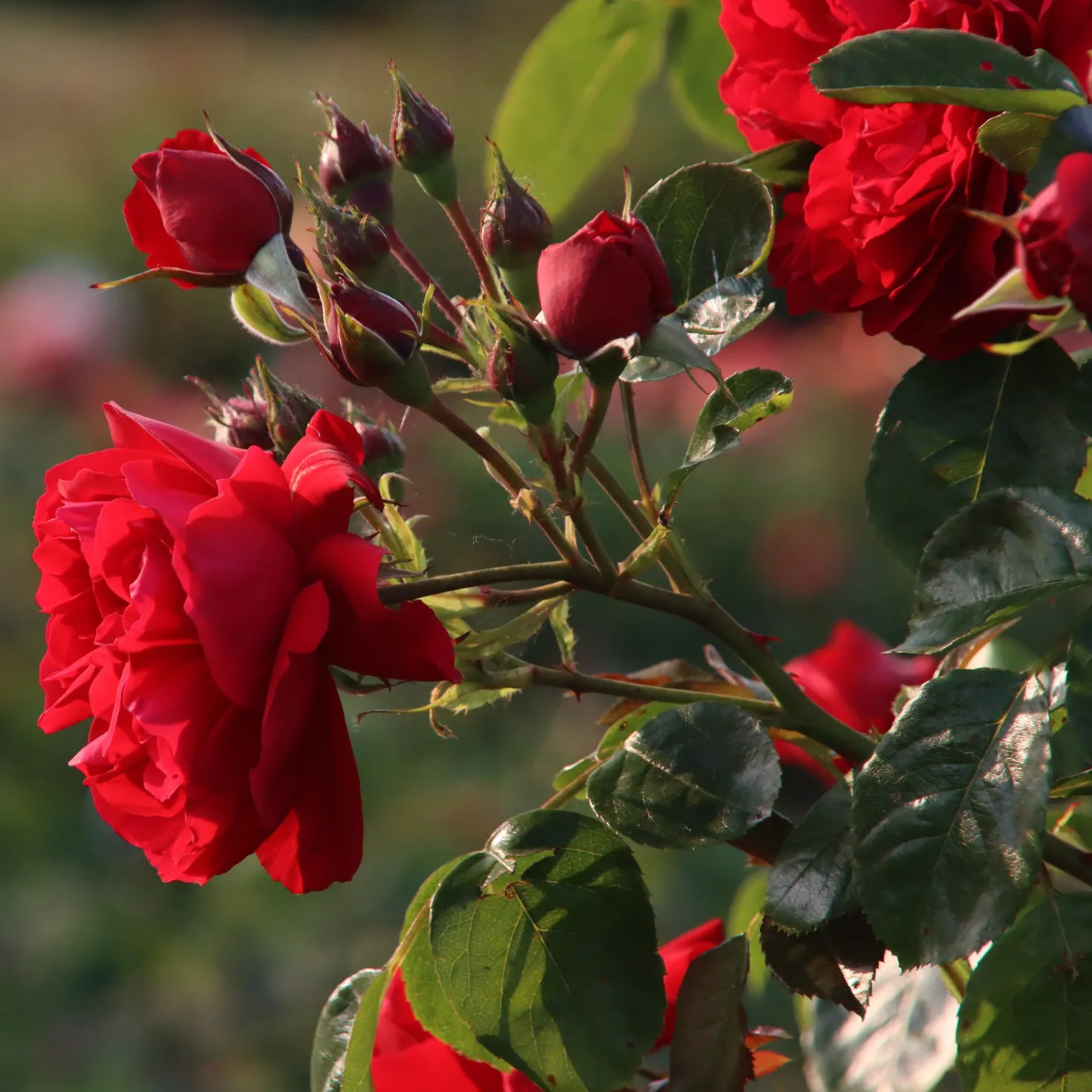 Kletterrose Florentina ® - Rote Blütenwand ganz einfach