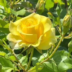 Kletterrose gelb - Sonnengelb an jeder Wand
