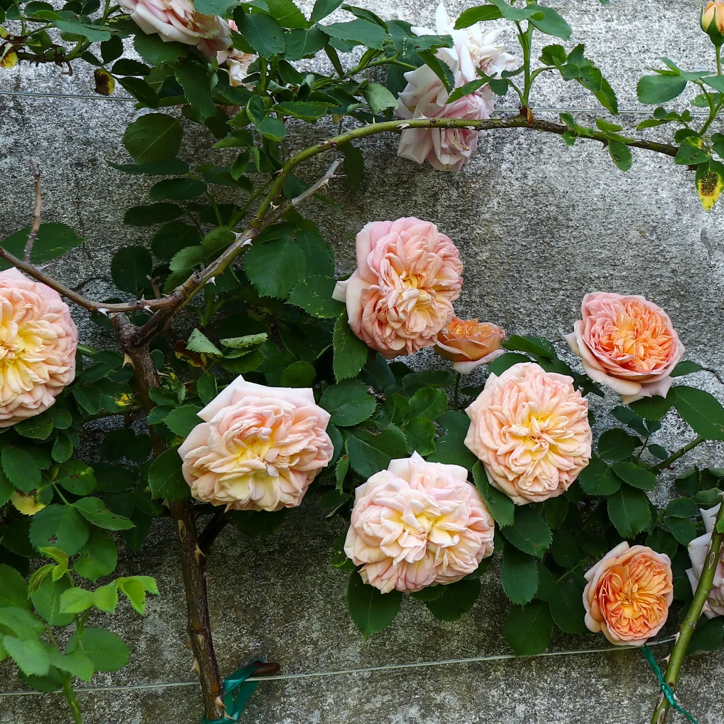 Kletterrose ‘Gloire de Dijon’ - Duftende Wand voller Blüten