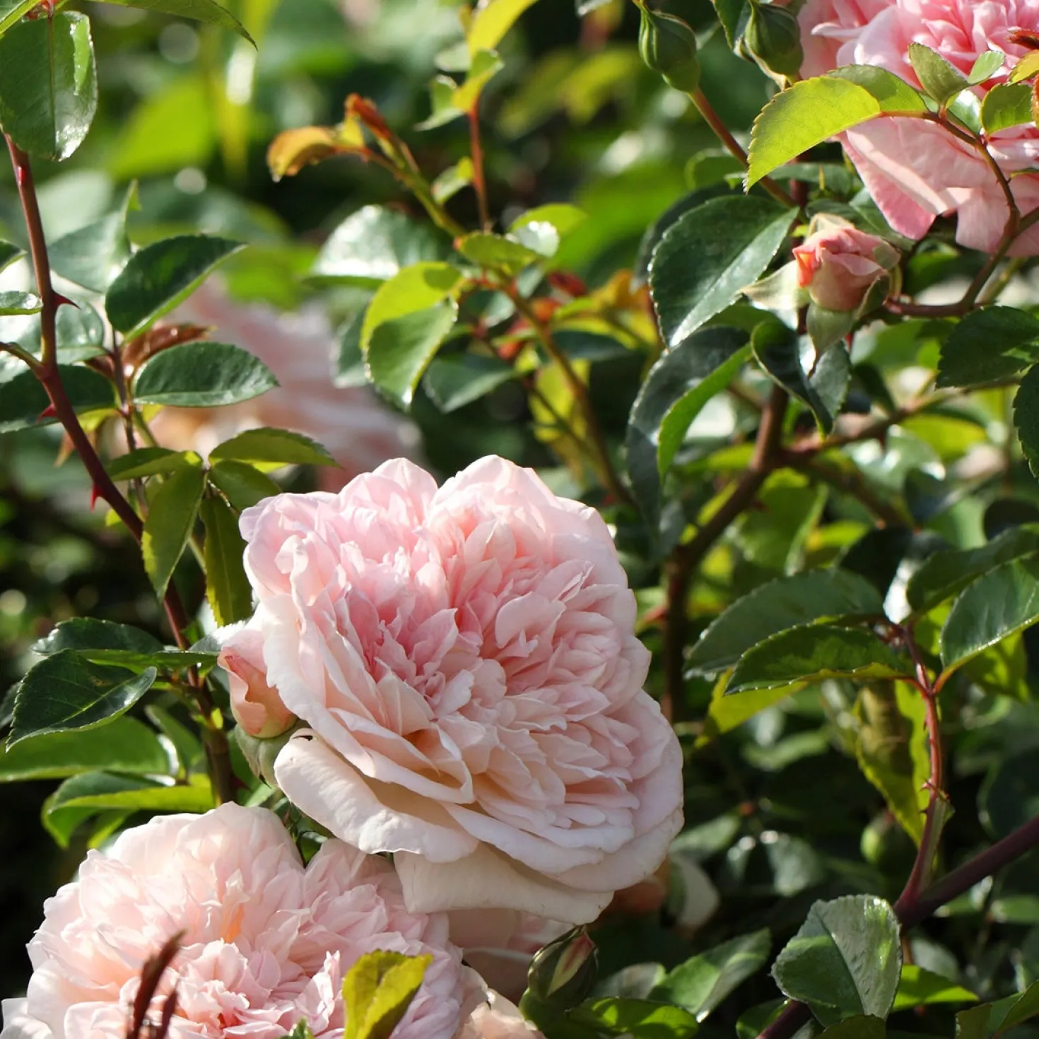 Kletterrose ‘Gloire de Dijon’ - Duftende Wand voller Blüten