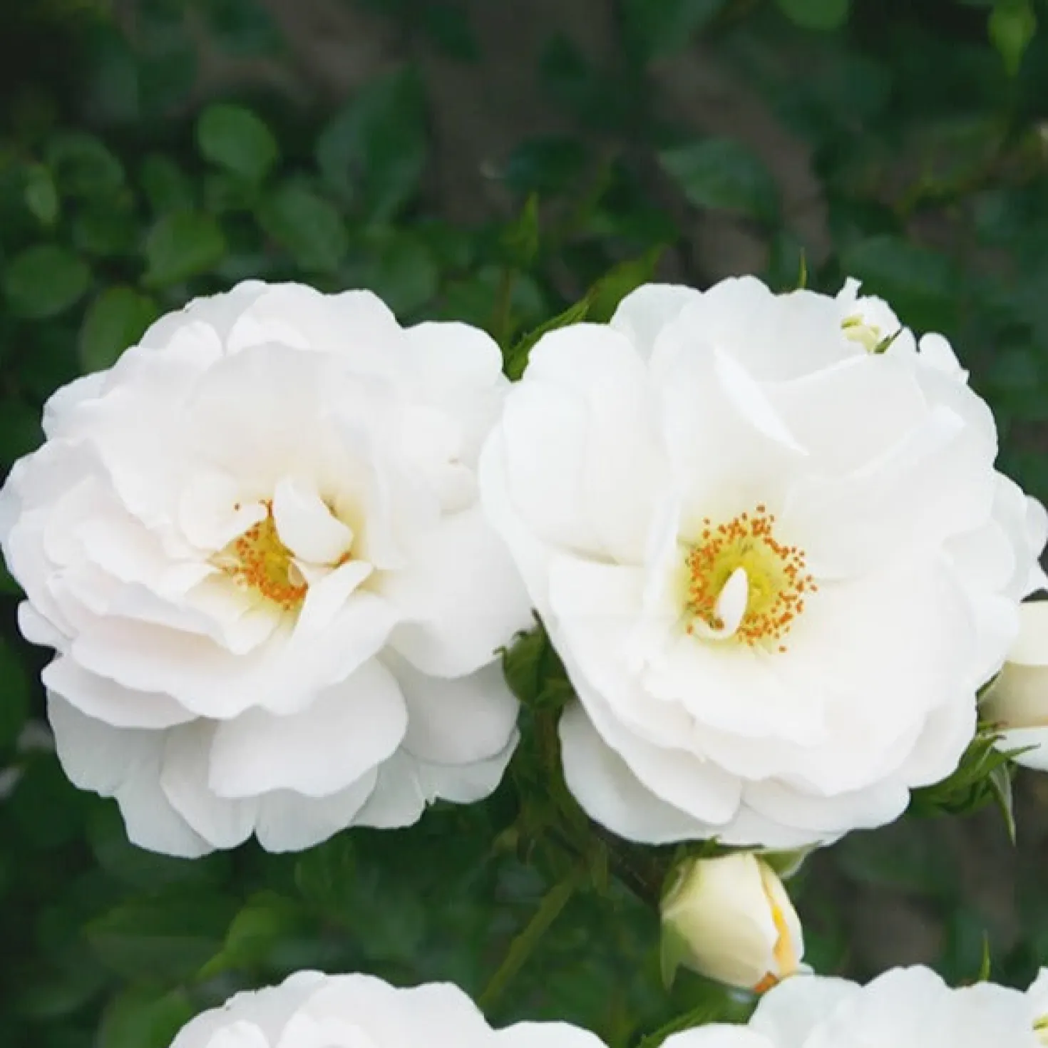 Kletterrose Hella - Weiße Blütenpracht bis Oktober