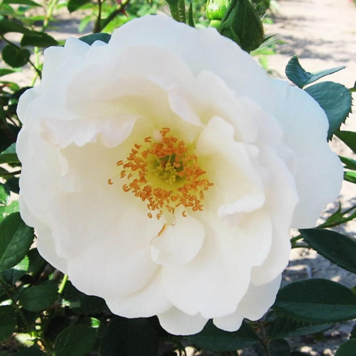 Kletterrose Hella - Weiße Blütenpracht bis Oktober