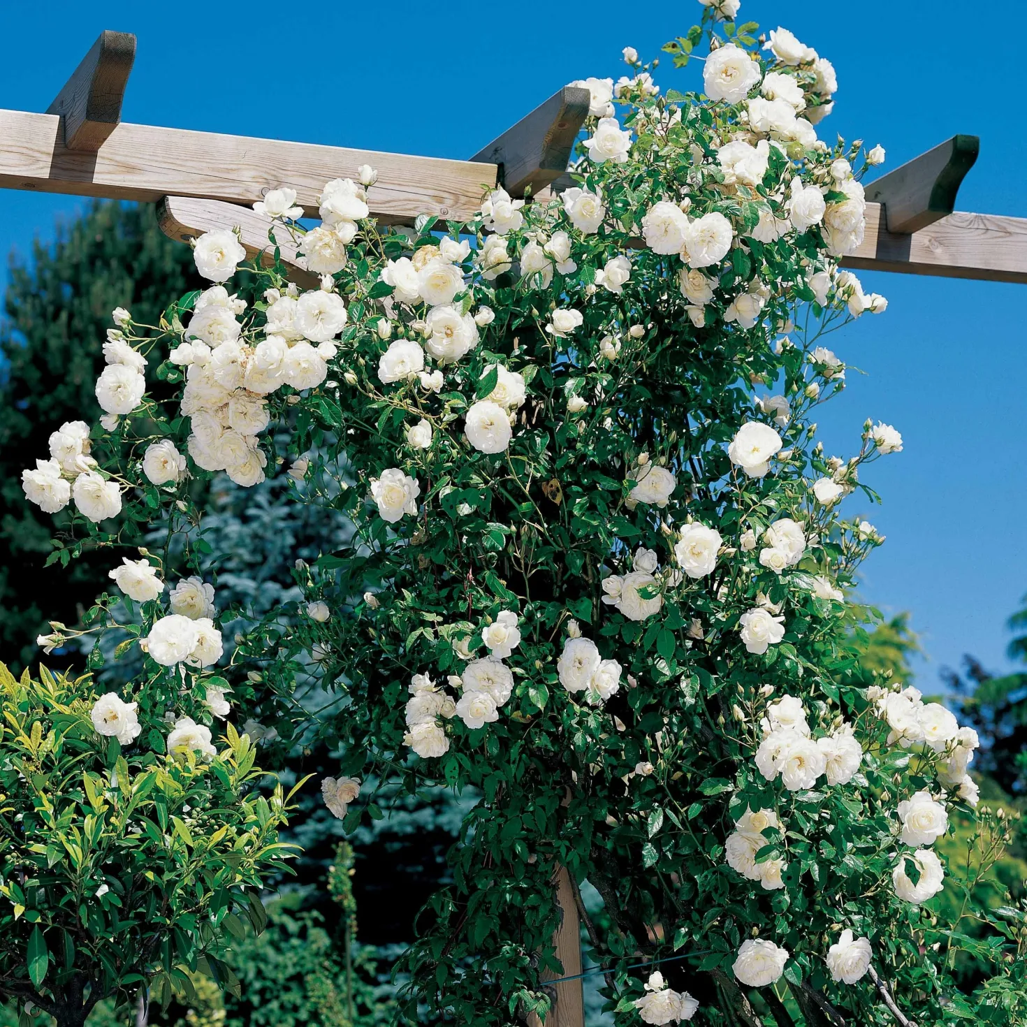 Kletterrose Hella - Weiße Blütenpracht bis Oktober
