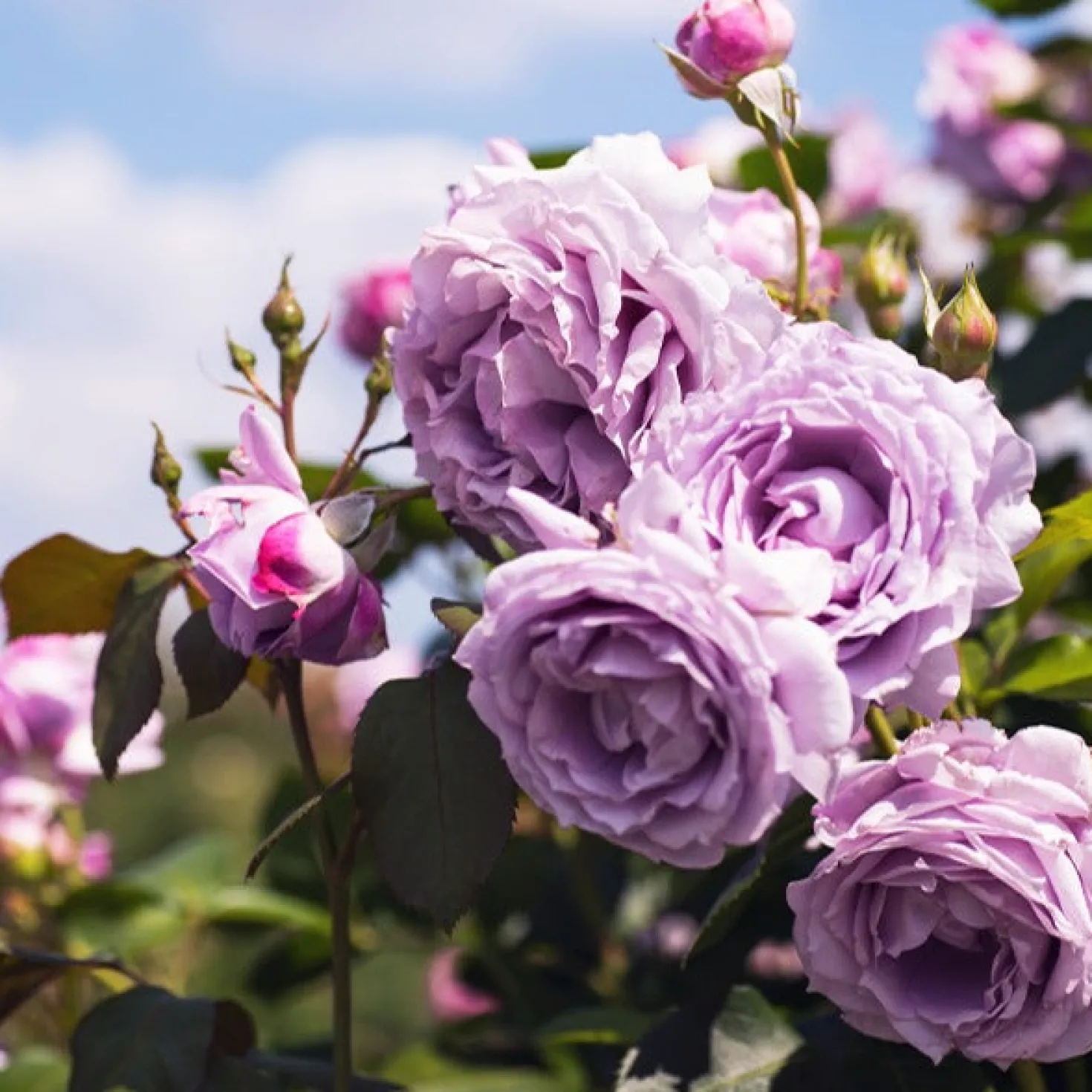 Kletterrose Indigoletta - Seltene Rose in Violett