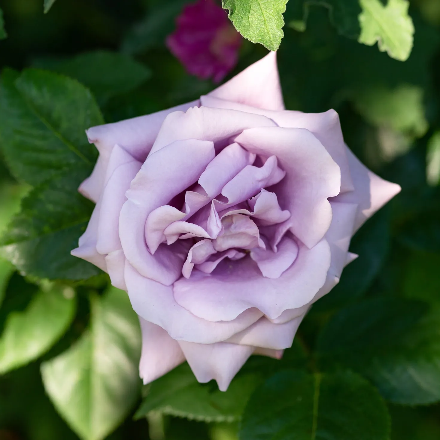 Kletterrose Indigoletta - Seltene Rose in Violett