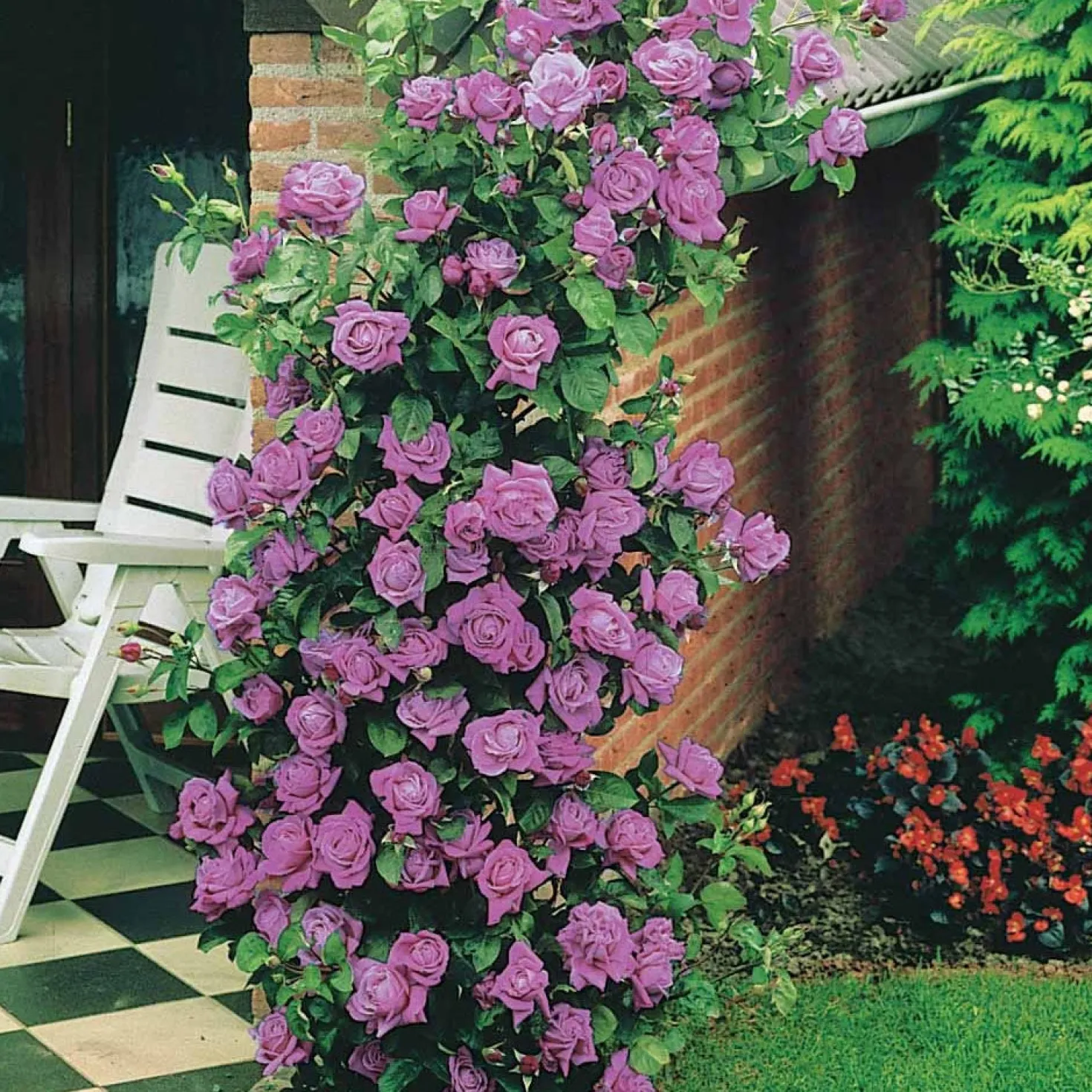Kletterrose Indigoletta - Seltene Rose in Violett