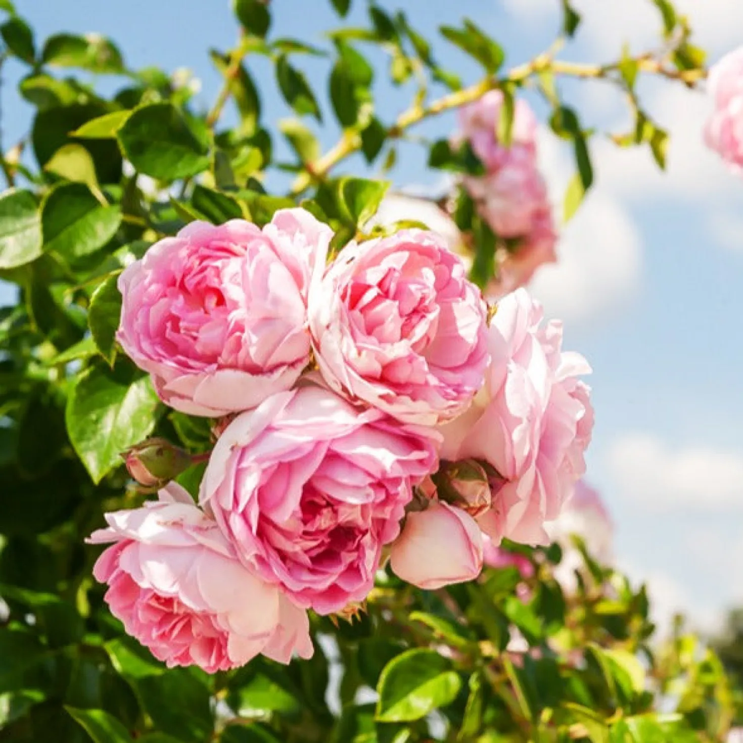 Kletterrose Jasmina Korcentex - Duftende Blütenwand