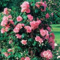 Kletterrose Jasmina Korcentex - Duftende Blütenwand