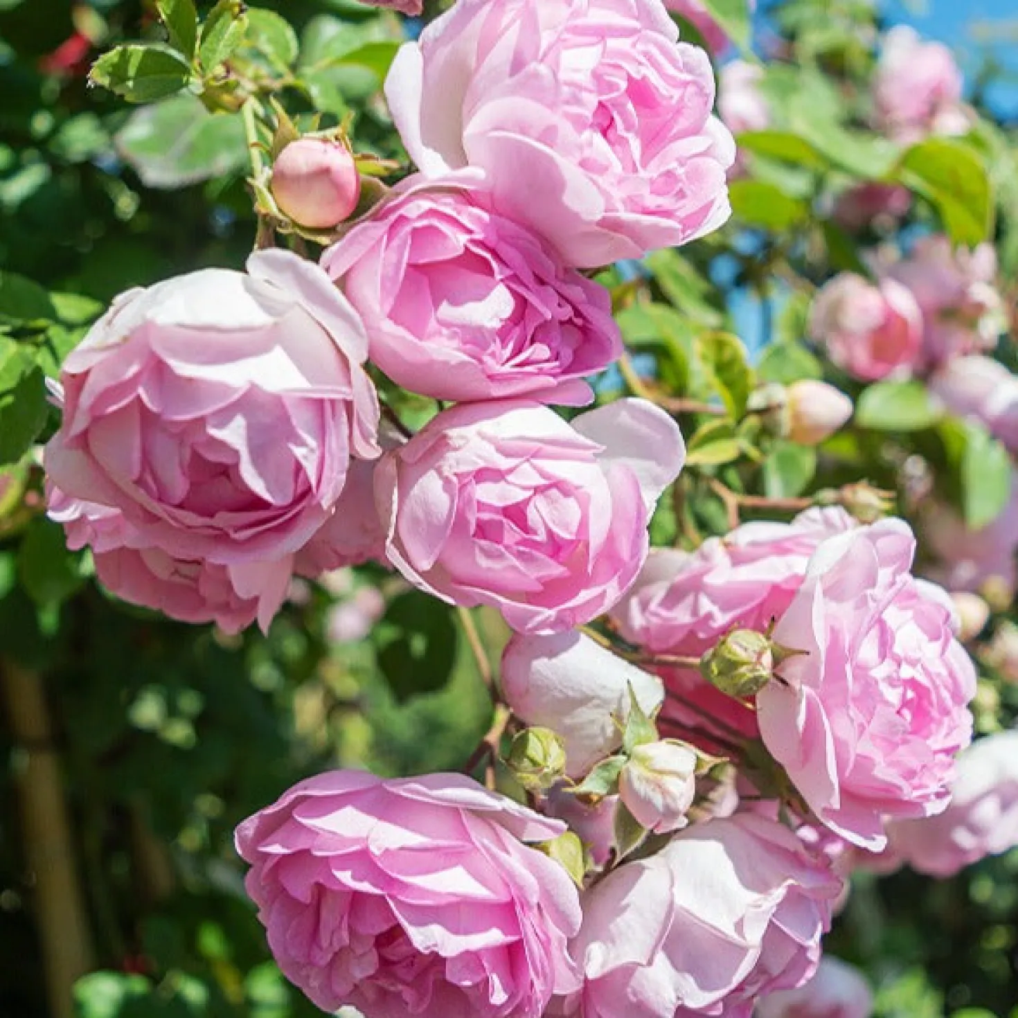 Kletterrose Jasmina Korcentex - Duftende Blütenwand