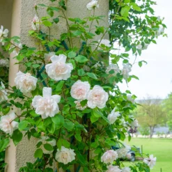 Kletterrose Madame Alfred Carrière - Weiße Blütenwand voller Duft