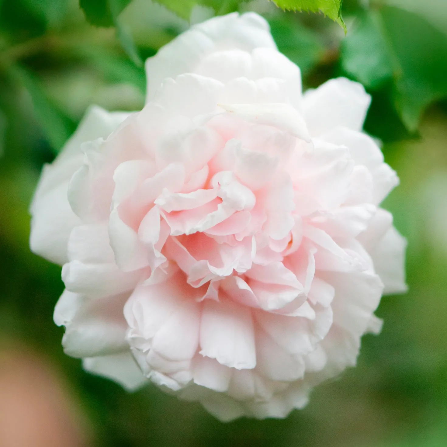 Kletterrose Madame Alfred Carrière - Weiße Blütenwand voller Duft