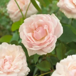 Kletterrose Madame Alfred Carrière - Weiße Blütenwand voller Duft
