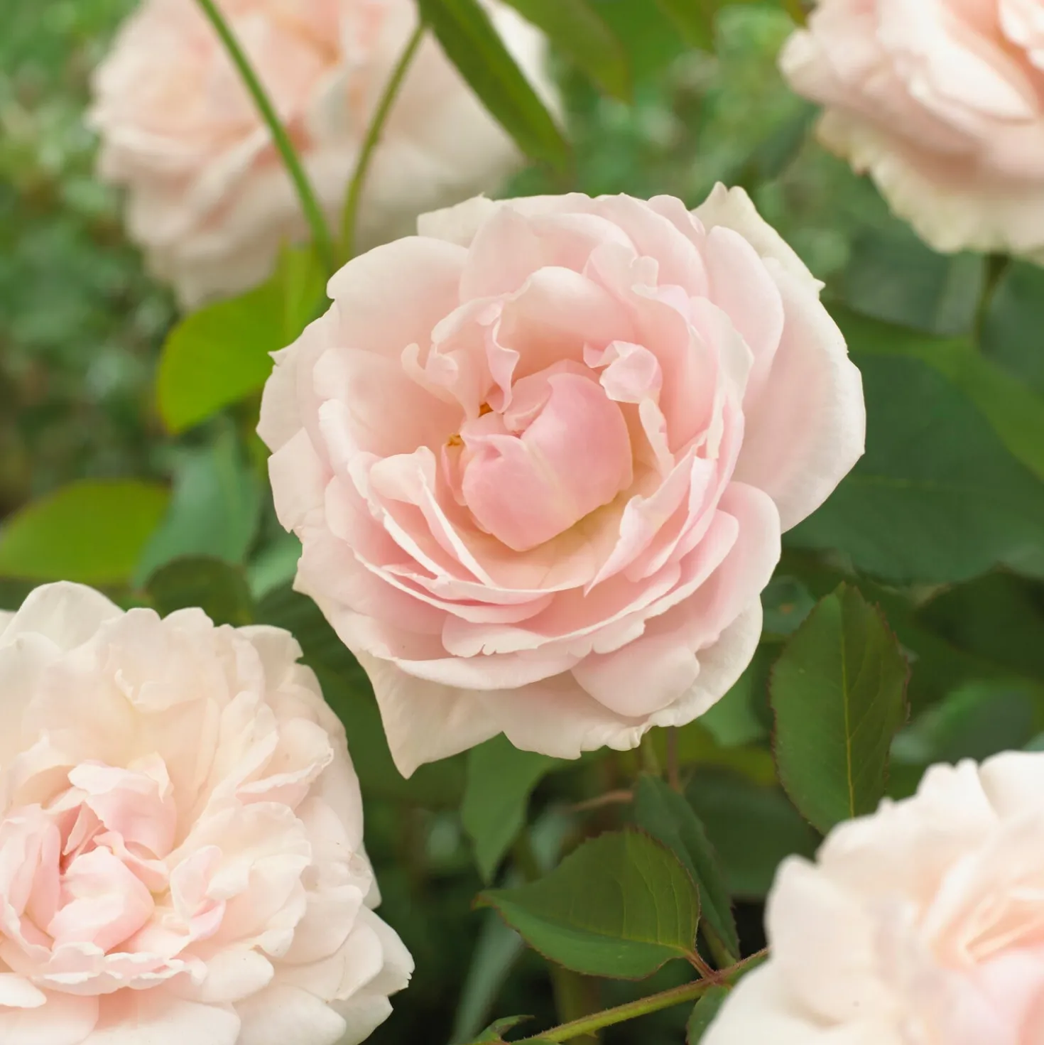 Kletterrose Madame Alfred Carrière - Weiße Blütenwand voller Duft