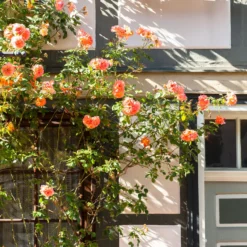 Kletterrose Metanoia - Duftende Blütenwand in Orange