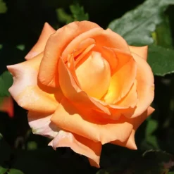 Kletterrose Metanoia - Duftende Blütenwand in Orange
