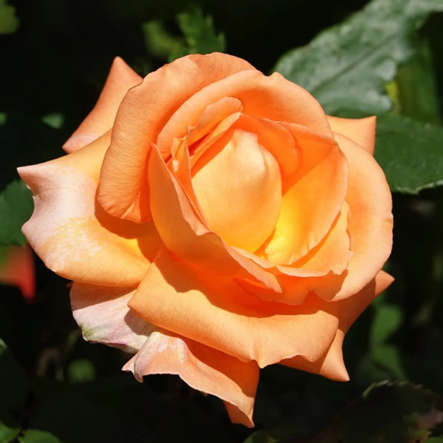 Kletterrose Metanoia - Duftende Blütenwand in Orange