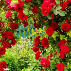 Kletterrose Musimara - Rote Blütenwand im Nu
