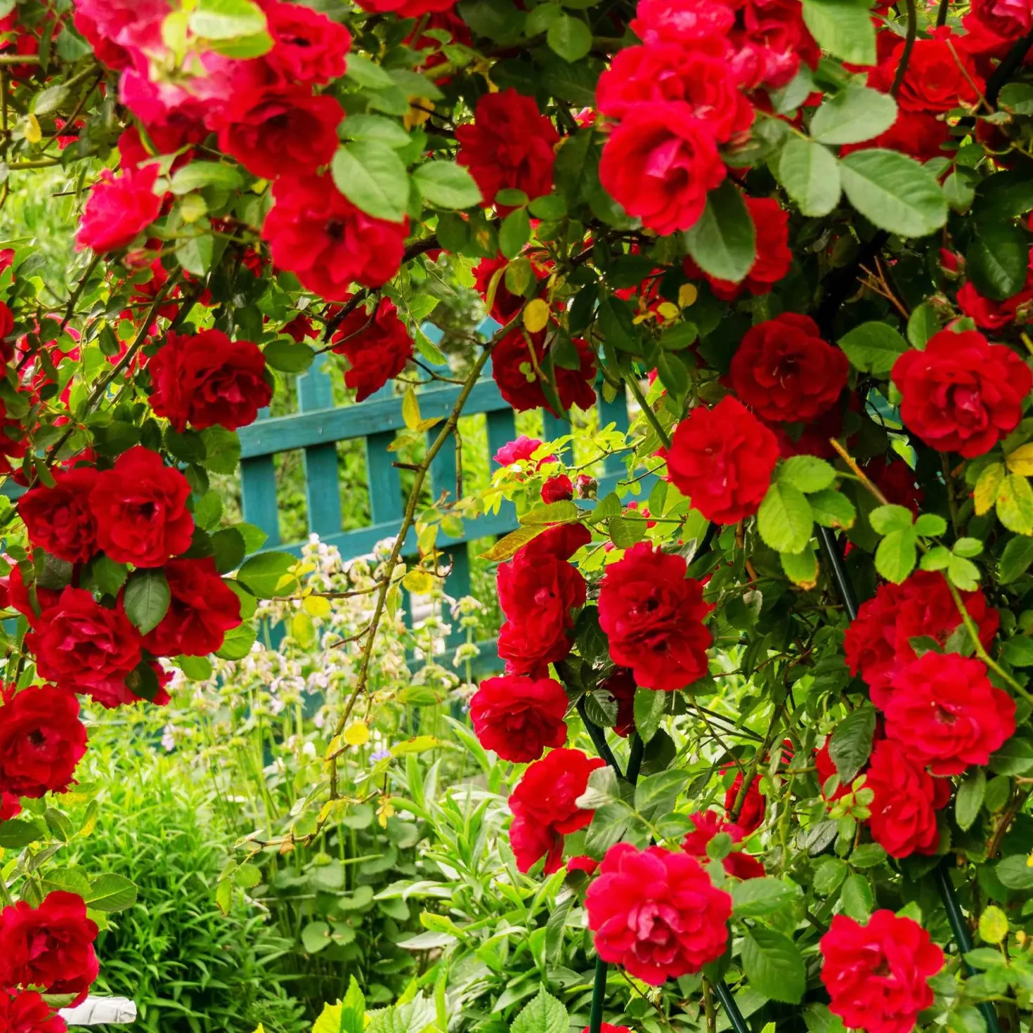 Kletterrose Musimara - Rote Blütenwand im Nu