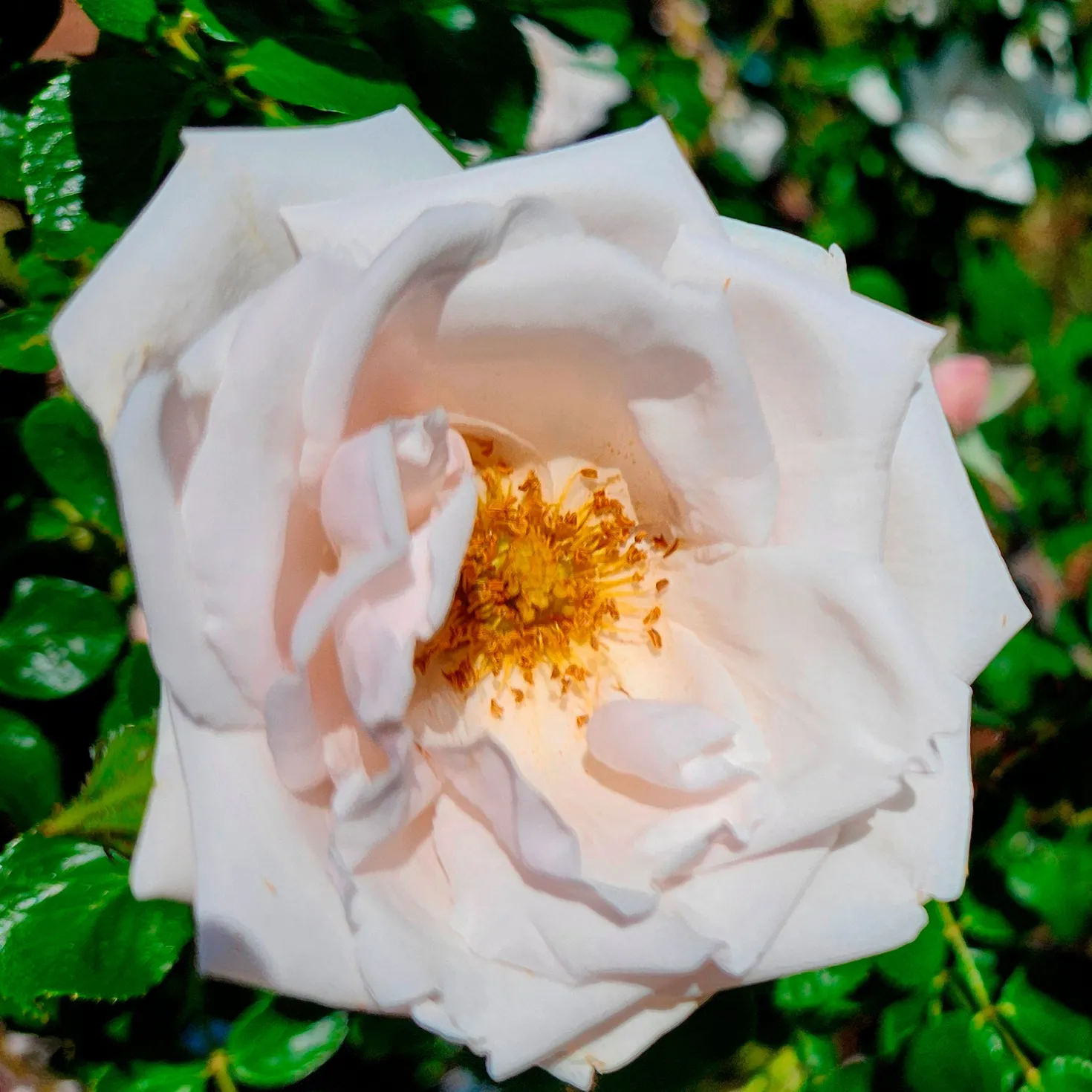 Kletterrose 'New Dawn' - Blütenwand ganz einfach