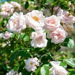 Kletterrose 'New Dawn' - Blütenwand ganz einfach