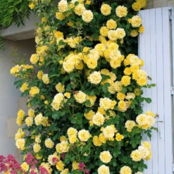 Kletterrosen Mischung (Ronsard, Golden Gate, Santana) (x3) - Drei Farben, eine Blütenwand