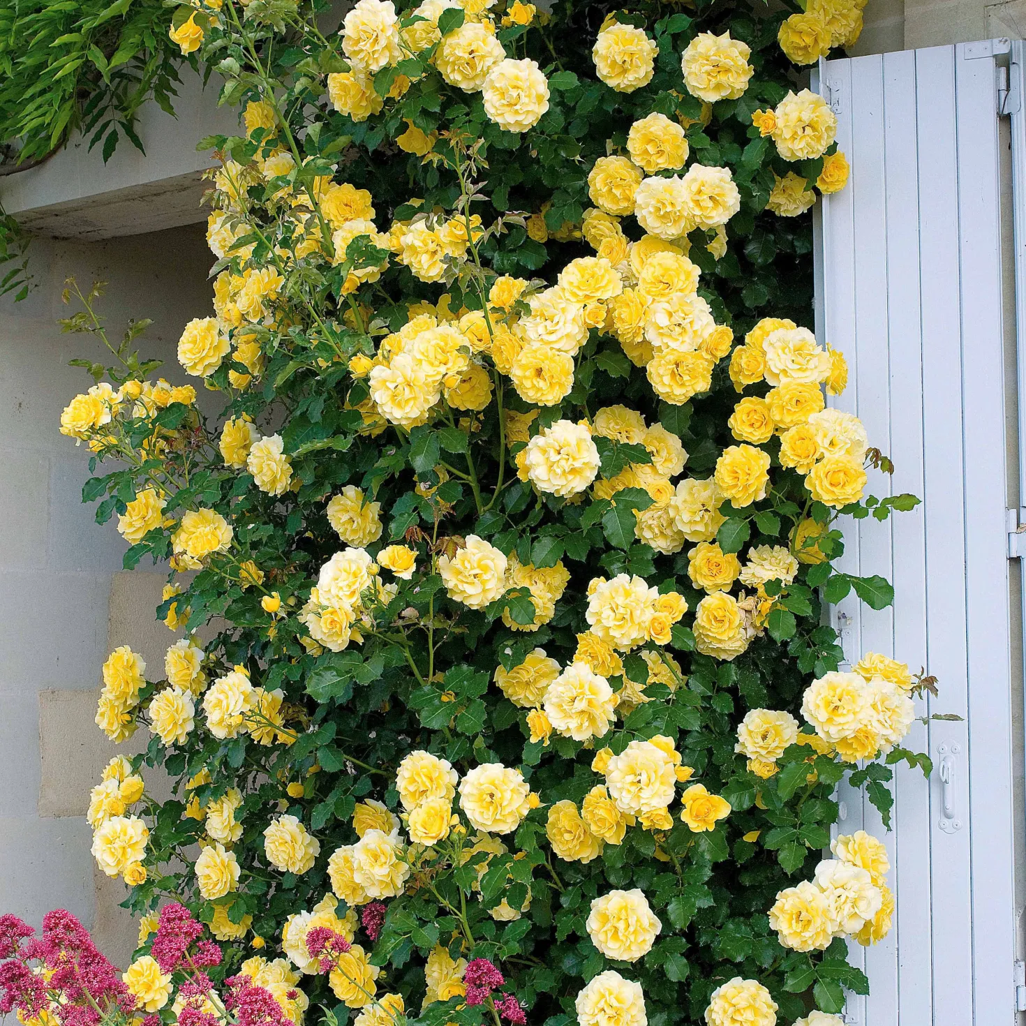 Kletterrosen Mischung (Ronsard, Golden Gate, Santana) (x3) - Drei Farben, eine Blütenwand