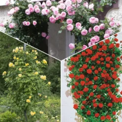 Kletterrosen Mischung (Ronsard, Golden Gate, Santana) (x3) - Drei Farben, eine Blütenwand