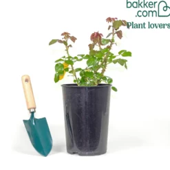 Kletterrose ‘Ozeana’® - Zart rosa Blütenmeer
