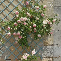Kletterrose ‘Pierre de Ronsard®’ - Nostalgie an jeder Wand