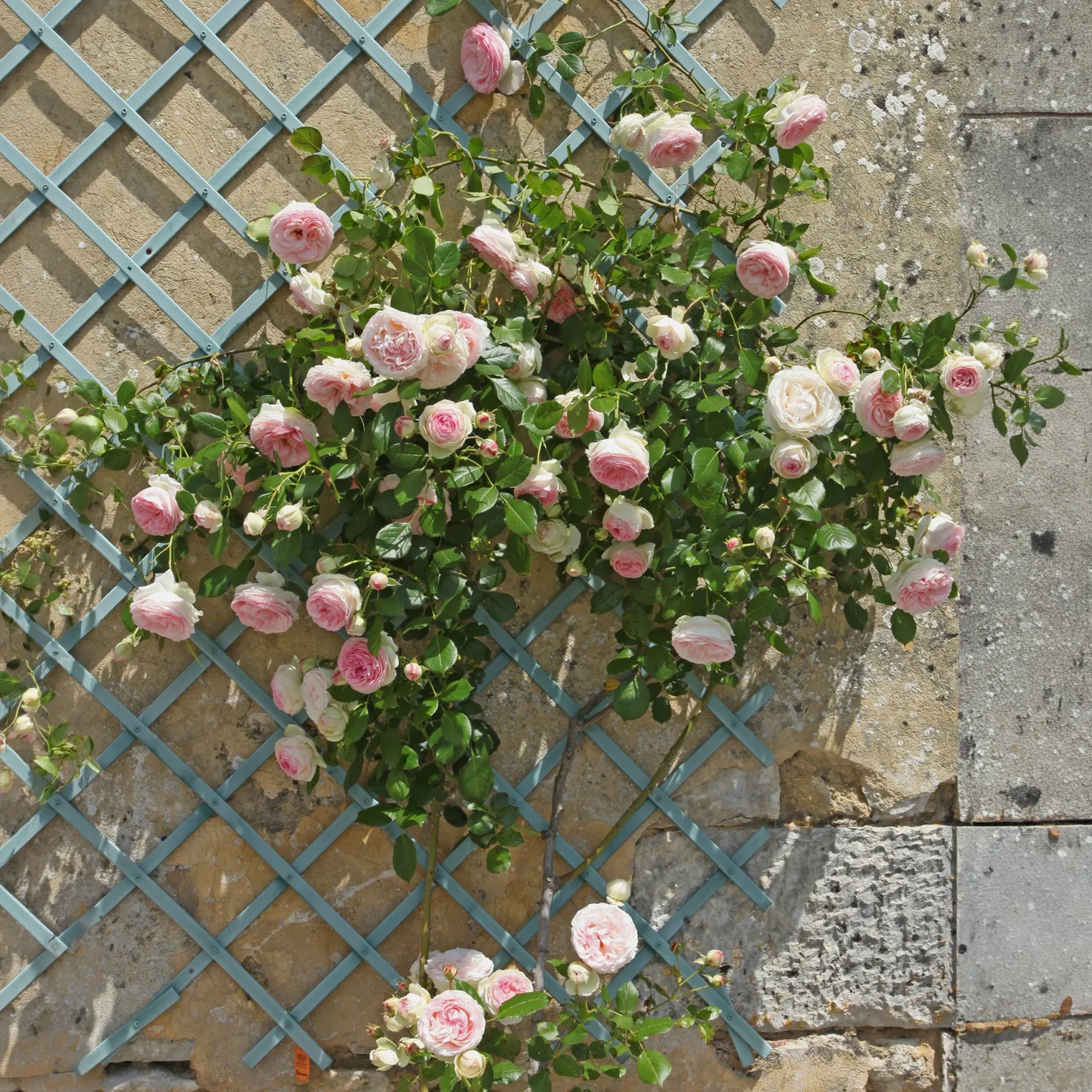 Kletterrose ‘Pierre de Ronsard®’ - Nostalgie an jeder Wand