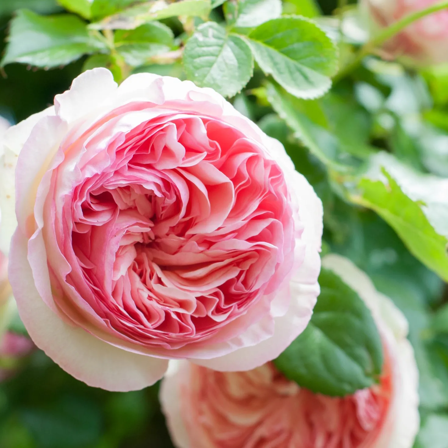 Kletterrose ‘Pierre de Ronsard®’ - Nostalgie an jeder Wand