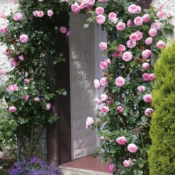 Kletterrose ‘Pierre de Ronsard®’ - Nostalgie an jeder Wand