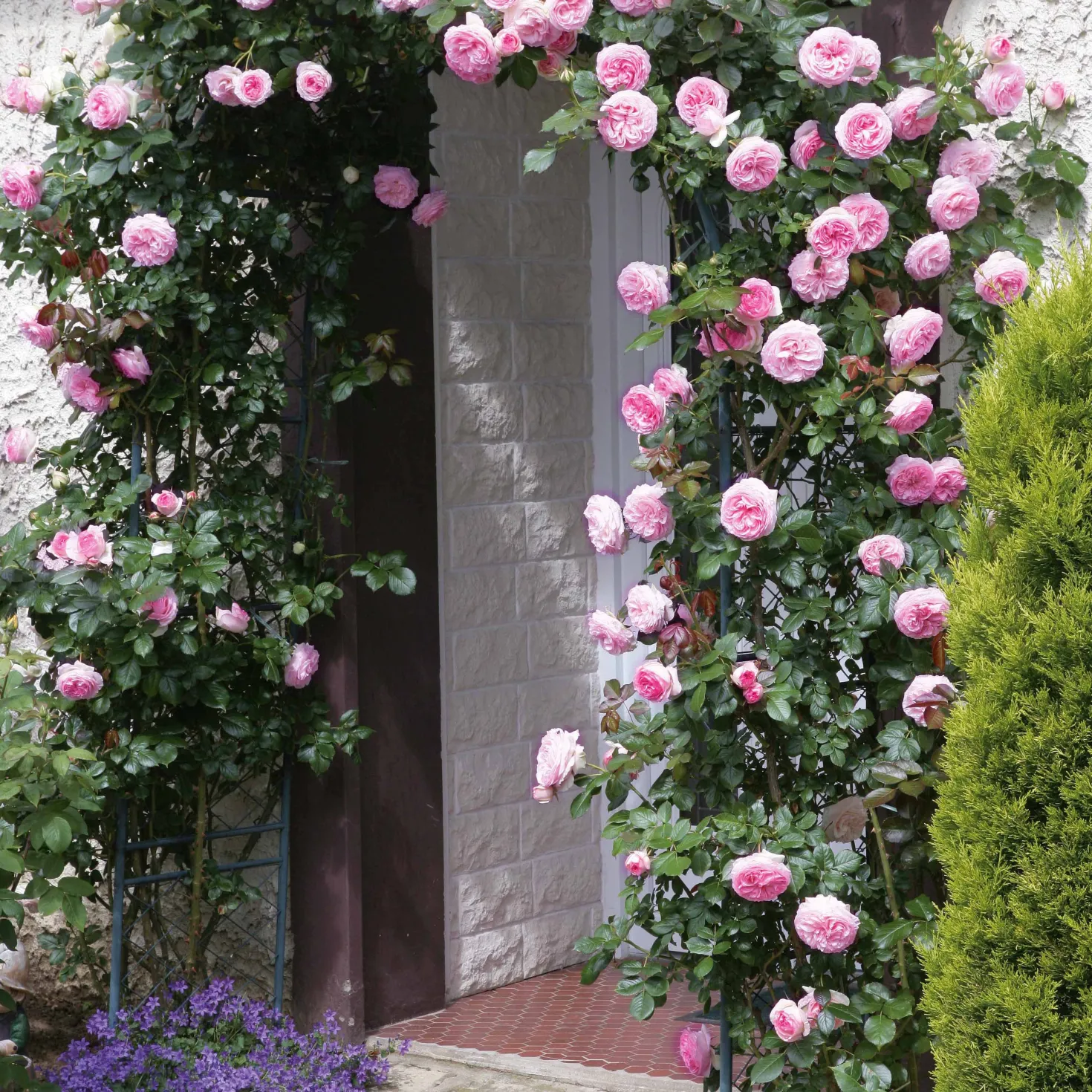 Kletterrose ‘Pierre de Ronsard®’ - Nostalgie an jeder Wand