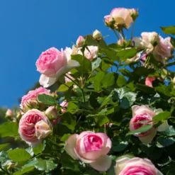 Kletterrose ‘Pierre de Ronsard®’ - Nostalgie an jeder Wand