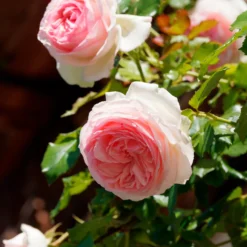Kletterrose ‘Pierre de Ronsard®’ - Nostalgie an jeder Wand