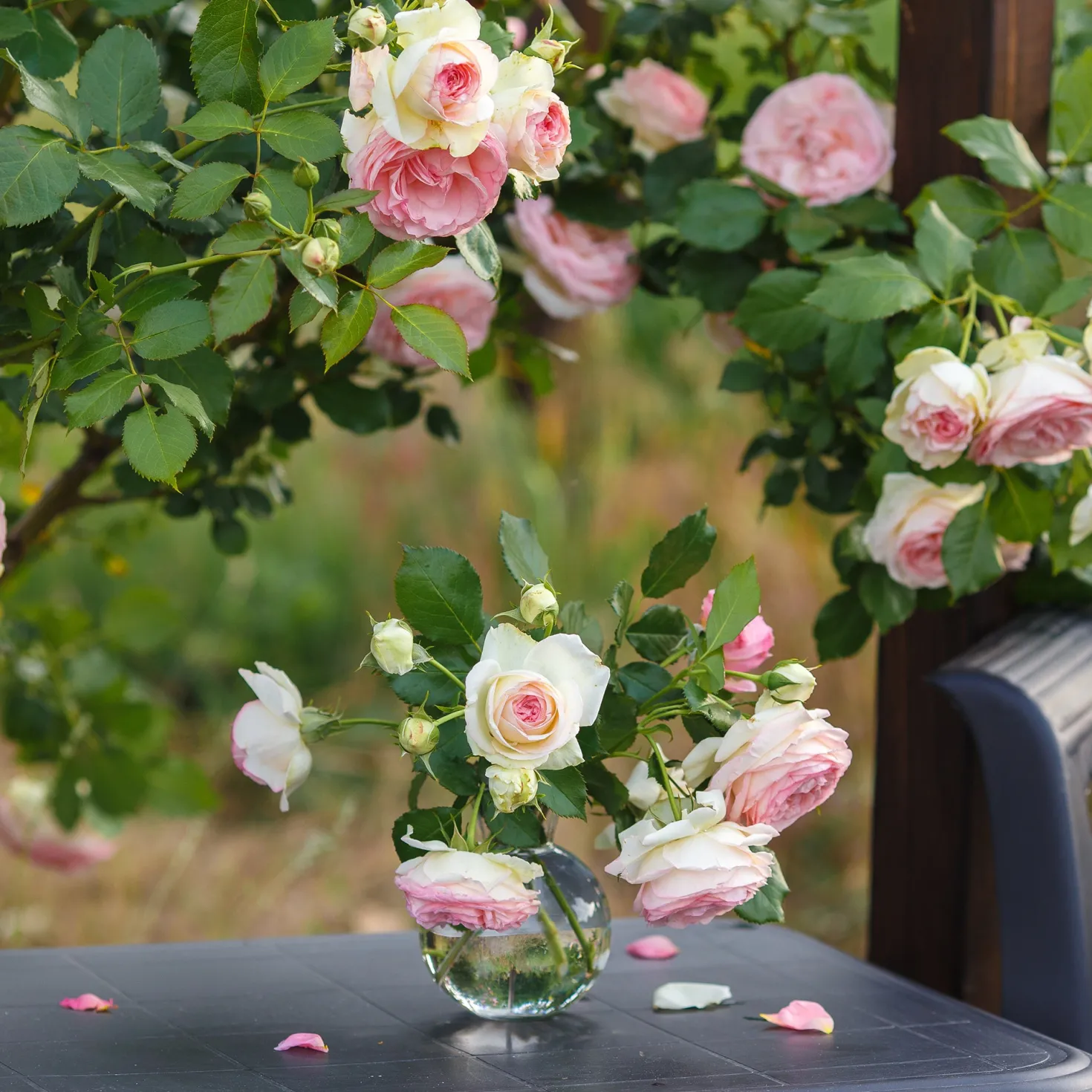 Kletterrose ‘Pierre de Ronsard®’ - Nostalgie an jeder Wand