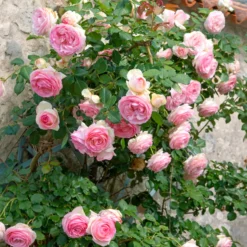 Kletterrose ‘Pierre de Ronsard®’ - Nostalgie an jeder Wand